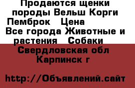 Продаются щенки породы Вельш Корги Пемброк › Цена ­ 40 000 - Все города Животные и растения » Собаки   . Свердловская обл.,Карпинск г.